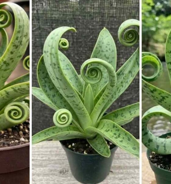 Snake plant in spiral shape