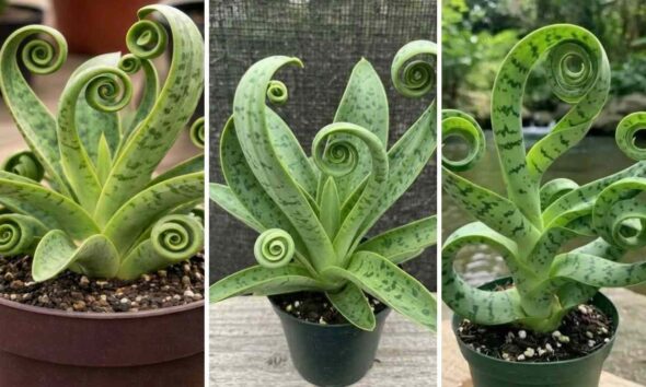 Snake plant in spiral shape