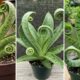 Snake plant in spiral shape
