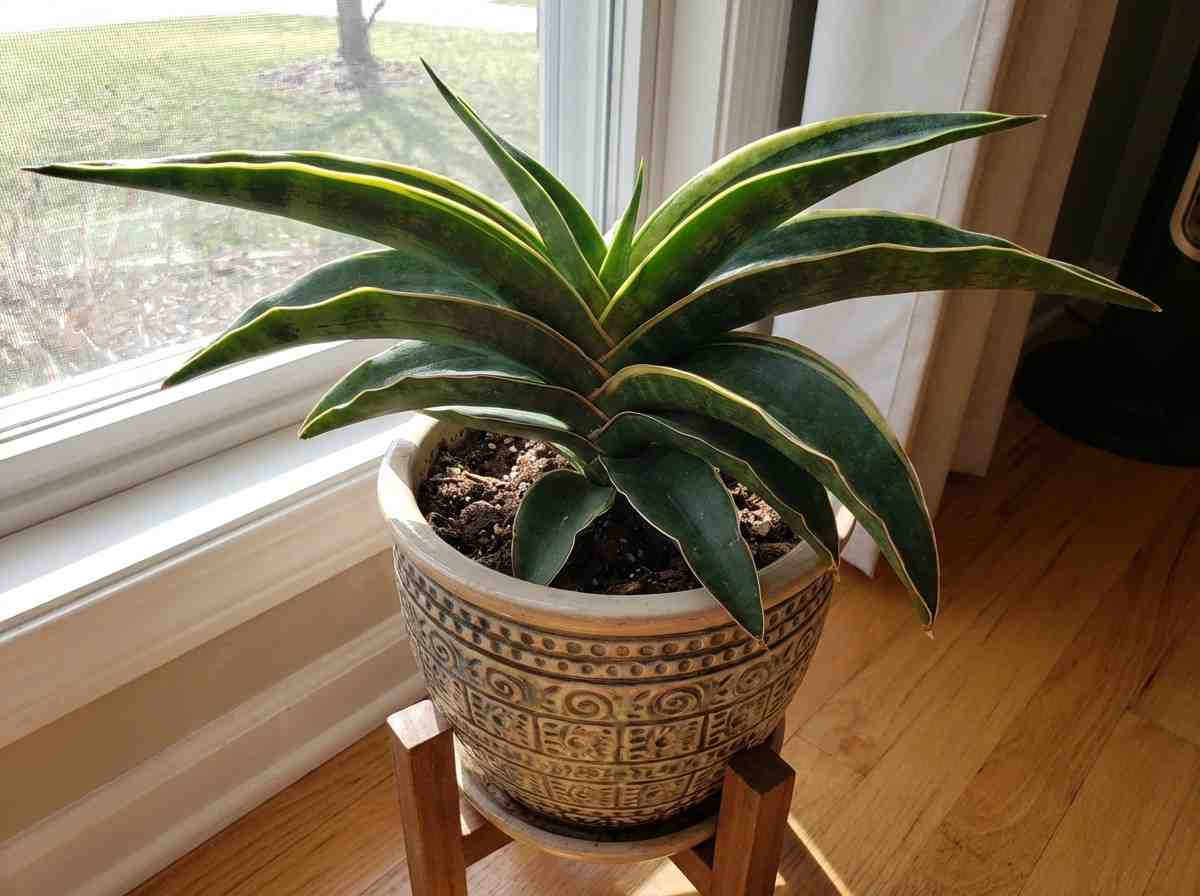 twisted laurentii snake plant with yellow edges and curved leaves