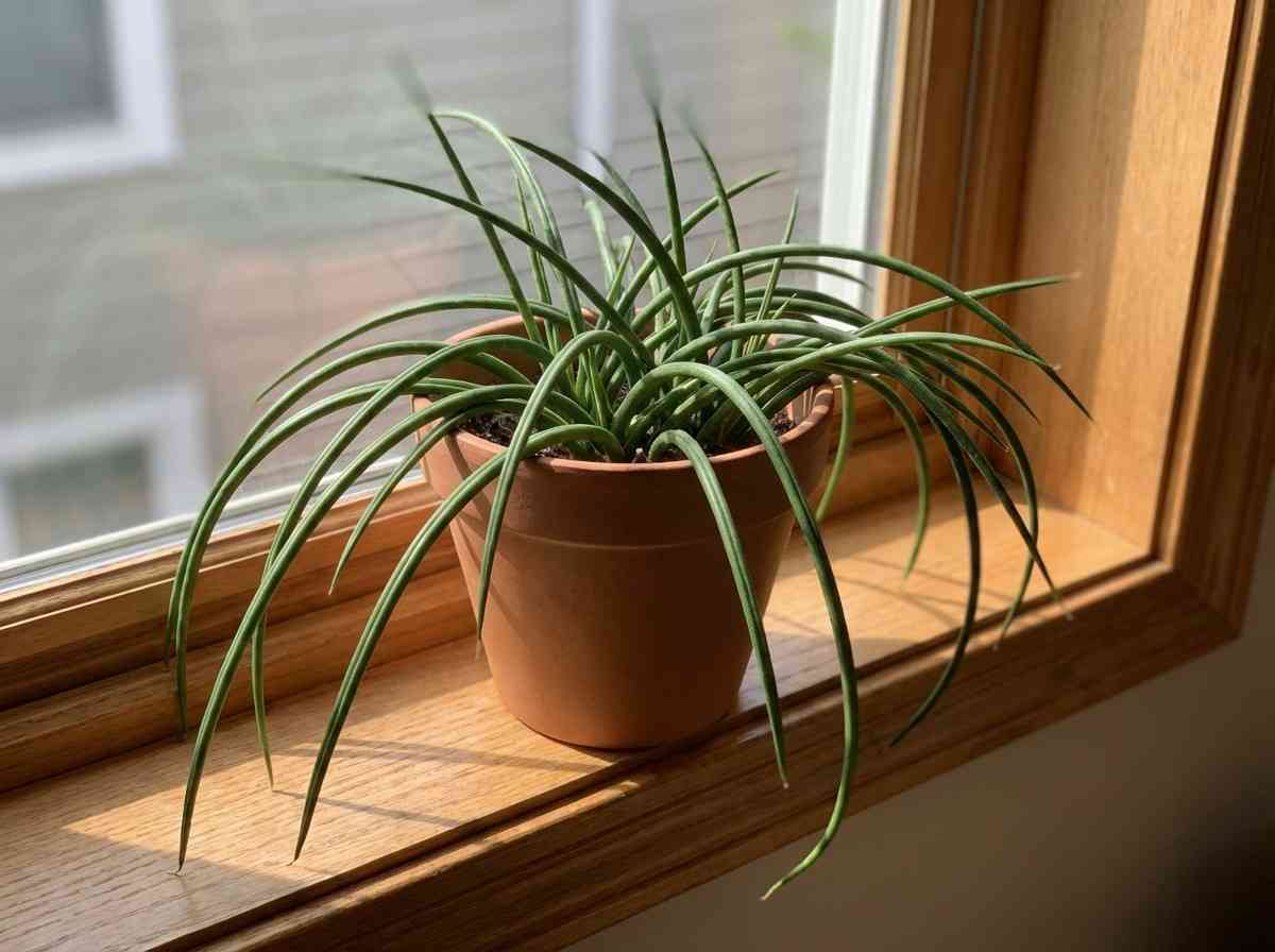 thin leaf snake plant spaghetti variety curved flexible leaves